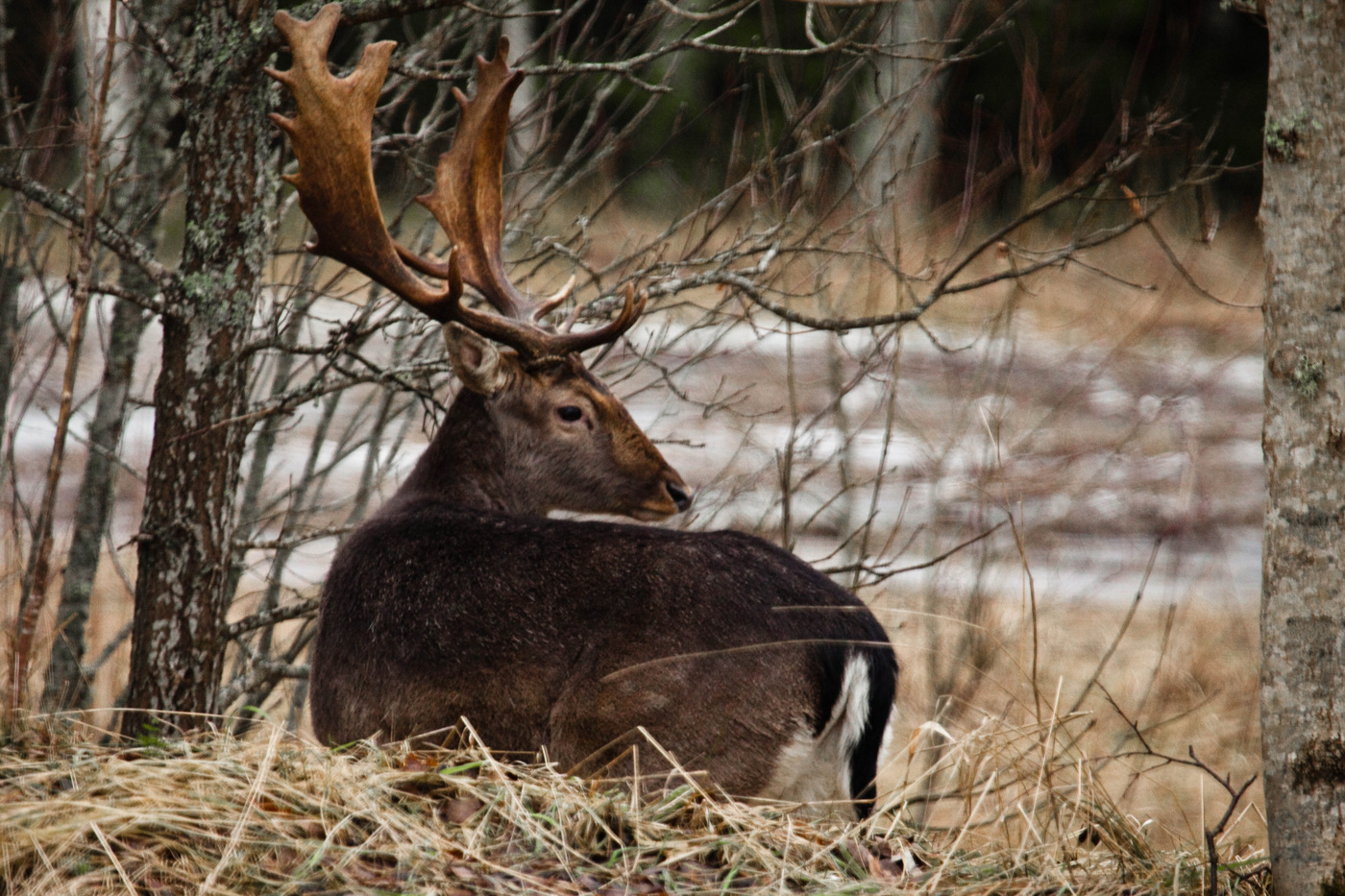 Ett rådjur med stora horn 