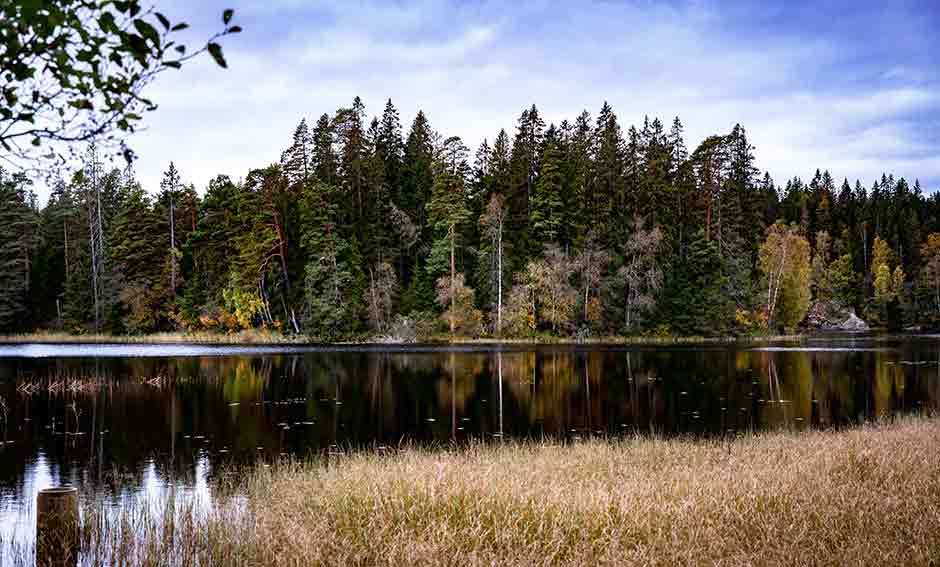 Vy över vattnet med skog i bakgrunden